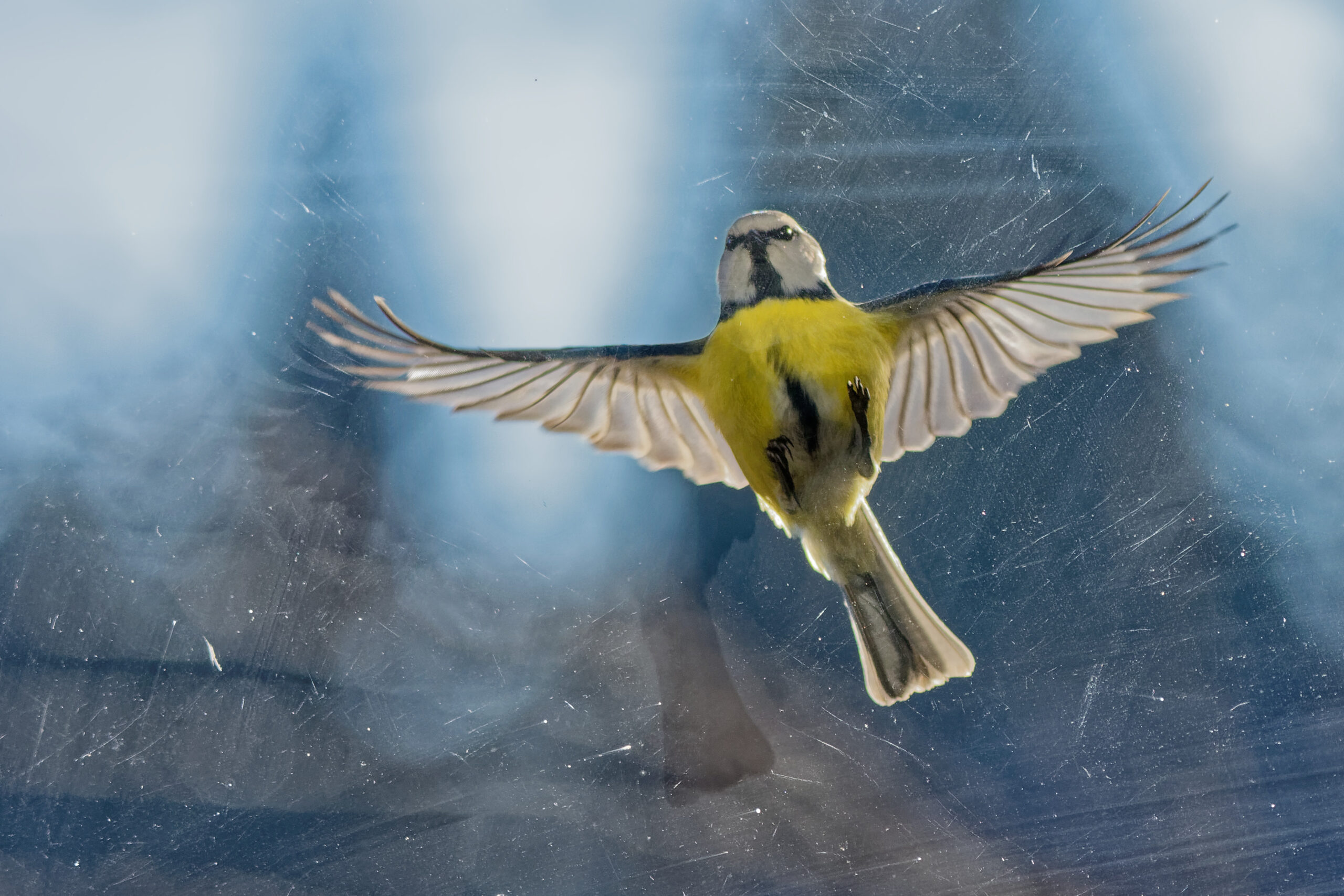 Vogelschutz Vögel und Glasflächen